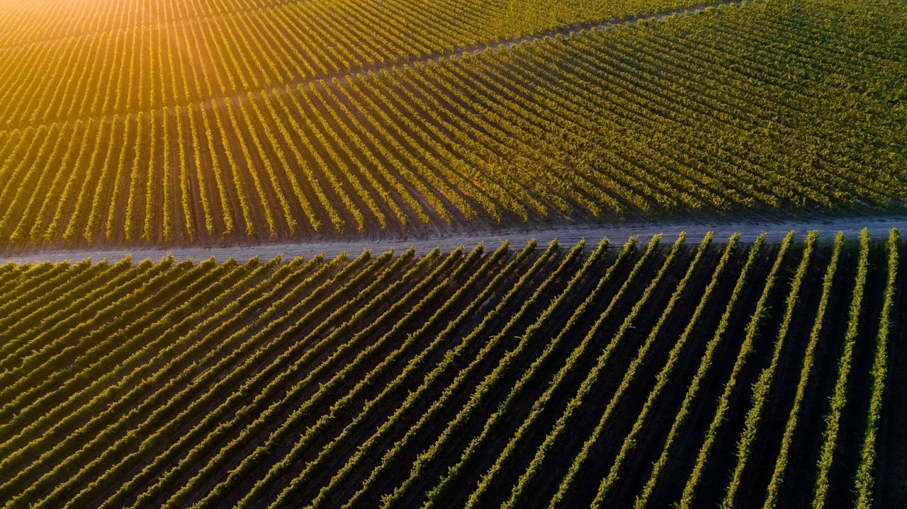 Radacini Wines стал первым в Молдове обладателем BRC Food Safety и IFS сертификатов