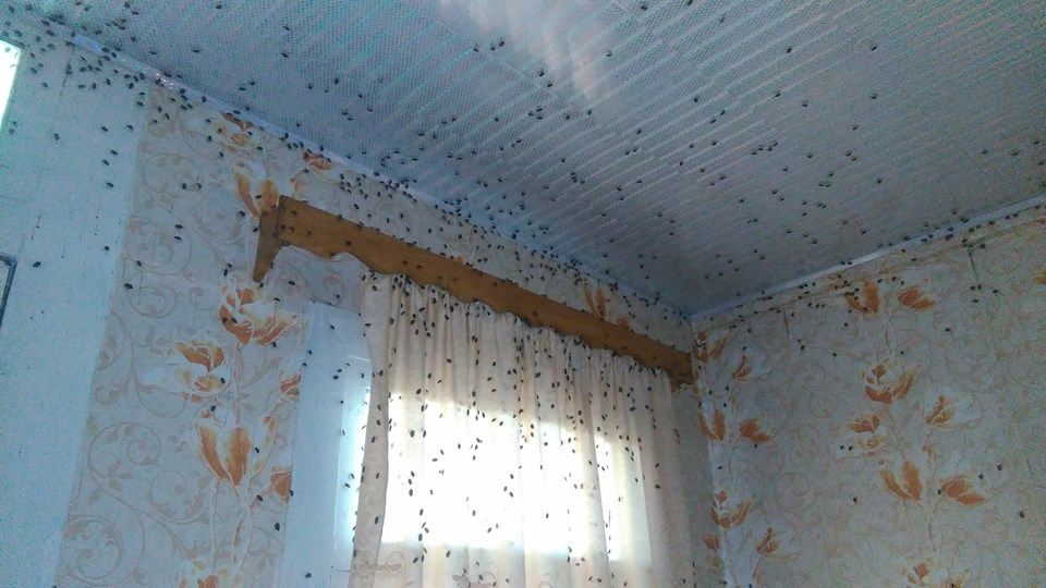 Тбилиси может поднять армию на борьбу с чудовищным вредителем и предъявить иск к России