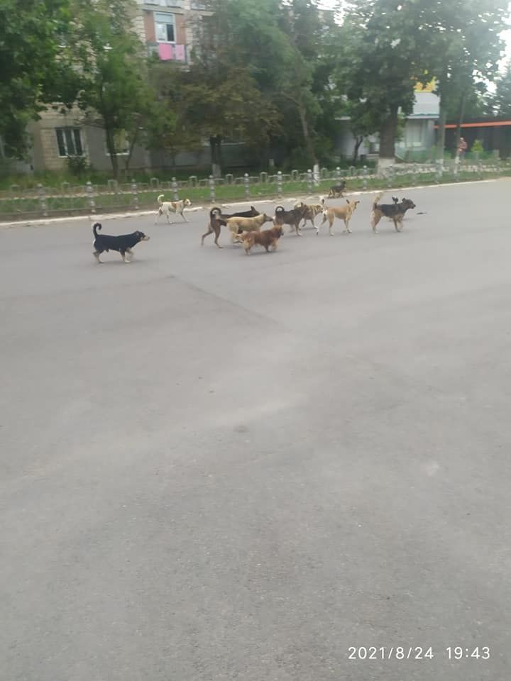 Во Флорештах стая бродячих собак напала на девочку