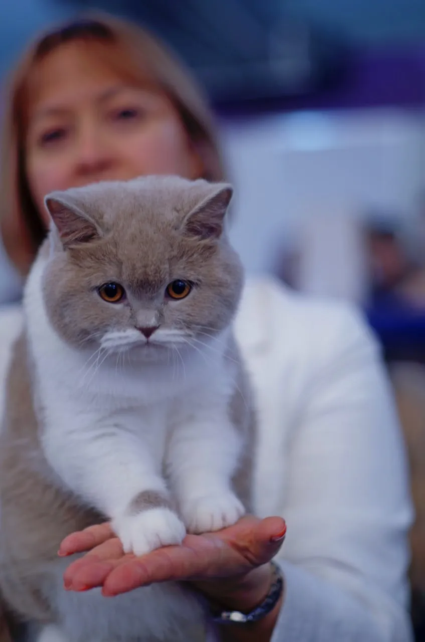 В Кишиневе пройдет международная выставка кошек Cupa Purina-2024