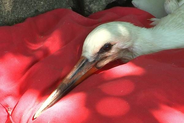 Две школьницы в Григориополе спасли аистенка