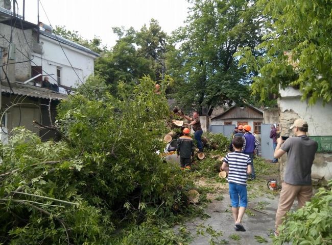Упавшее дерево раздавило машину в столице