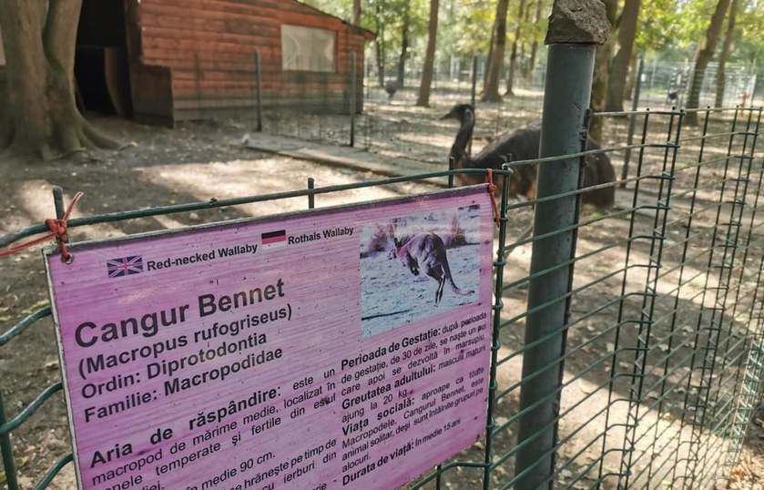 В румынском зоопарке собаки уничтожили всех кенгуру