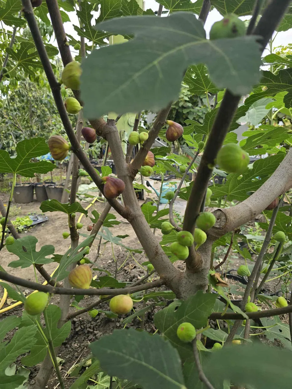 Un bărbat din Drochia a creat o grădină exotică cu fructe și plante rare