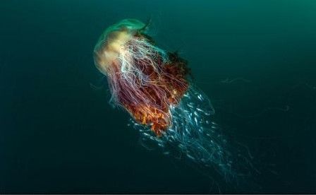A fost aleasă fotografia câștigătoare a British Wildlife Photography Awards