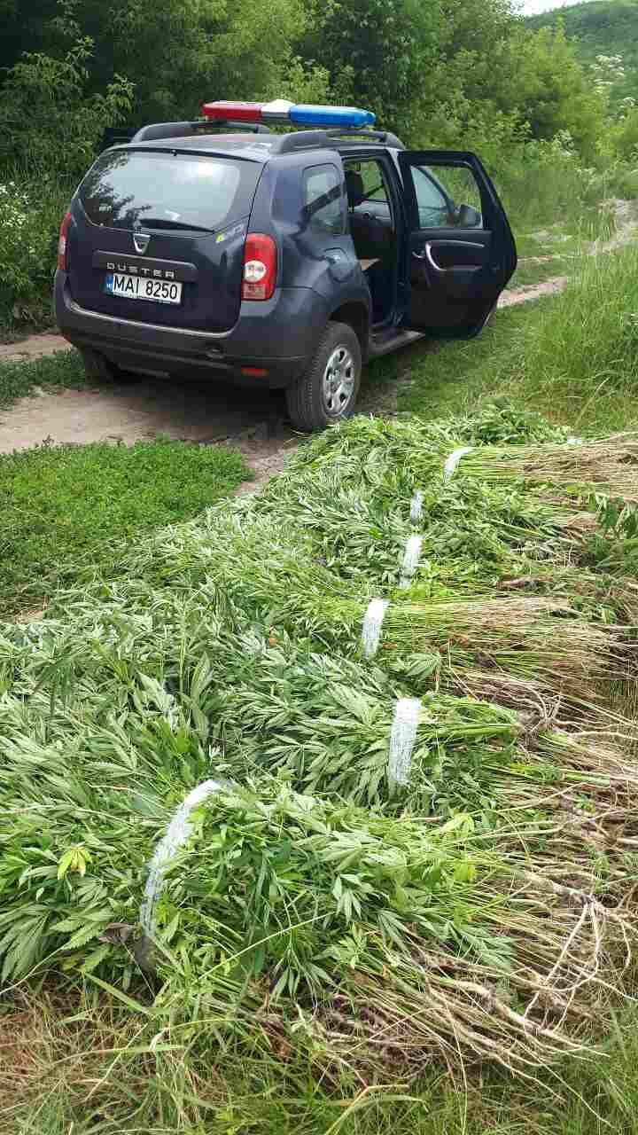 Plantații de cânepă, depistate la frontiera cu Ucraina