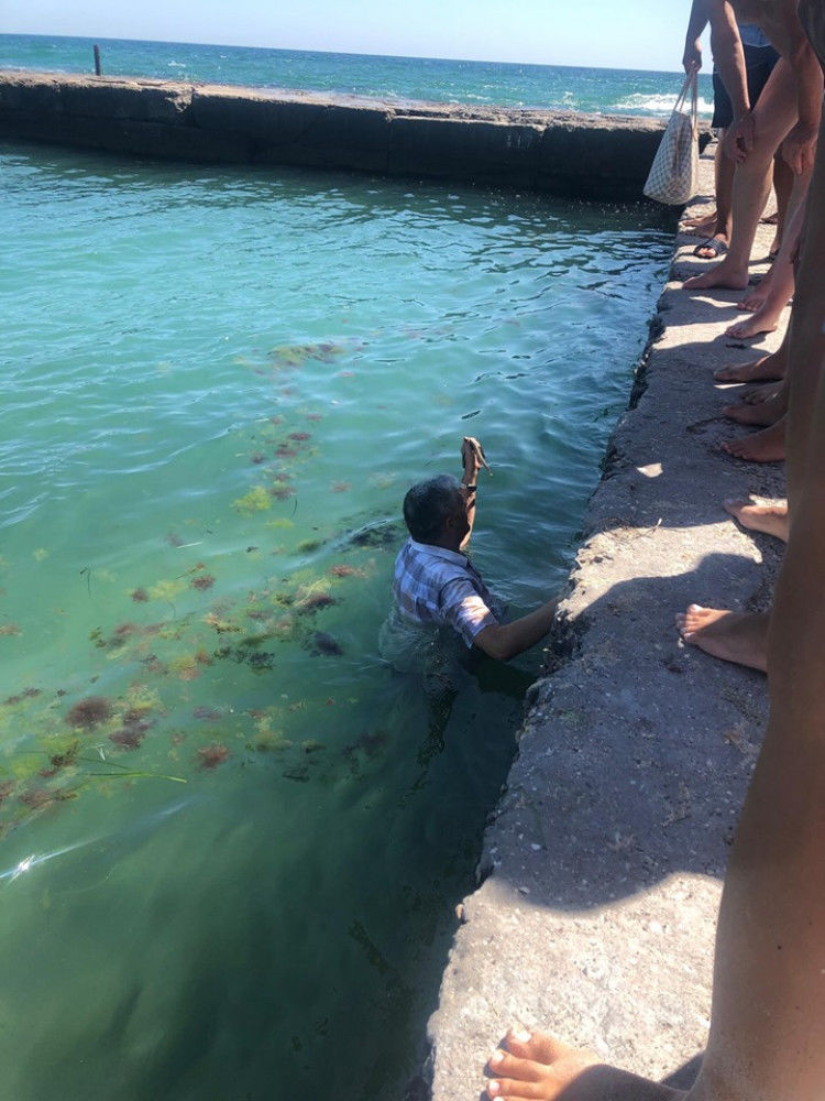Директор одесского зоопарка прыгнул в море за змеей, напугавшей отдыхающих