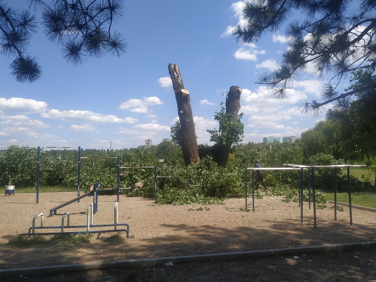 Жители Скулянки пожаловались на вырубку тополя в парке "Ла Извор"