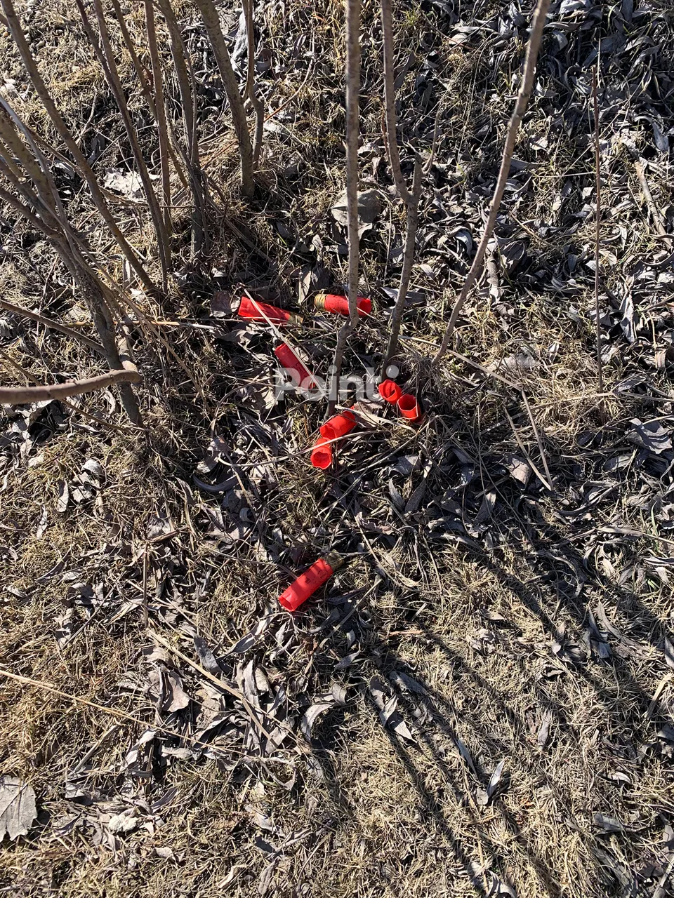 В Молдове на берегу Днестра обнаружены мертвые лебеди