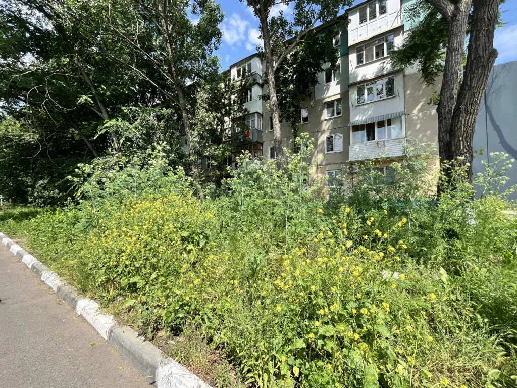 Curțile din Bălți au devenit junglă din cauza ierbii necosite. Locatarii așteaptă soluții