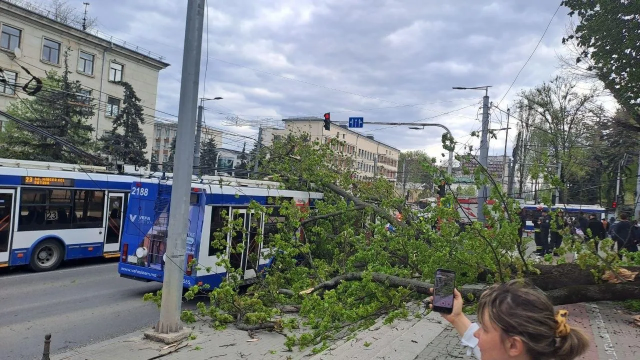 В центре Кишинёва дерево упало на троллейбус