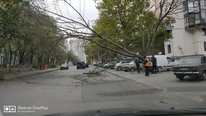 Из-за сильного ветра на Ботанике деревья повредили линию электропередач и машины