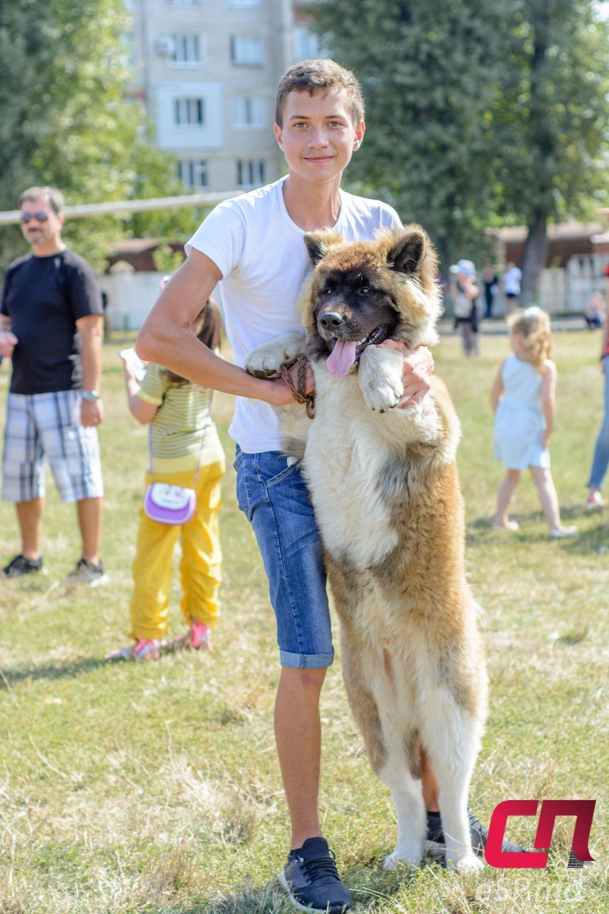 Главный трофей выставки собак остался в Бельцах