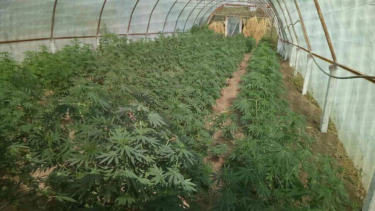 Cultivau droguri în propria grădină, două persoane reținute