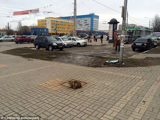 Читателей The Daily Mail растрогала история белгородской кошки Хатико