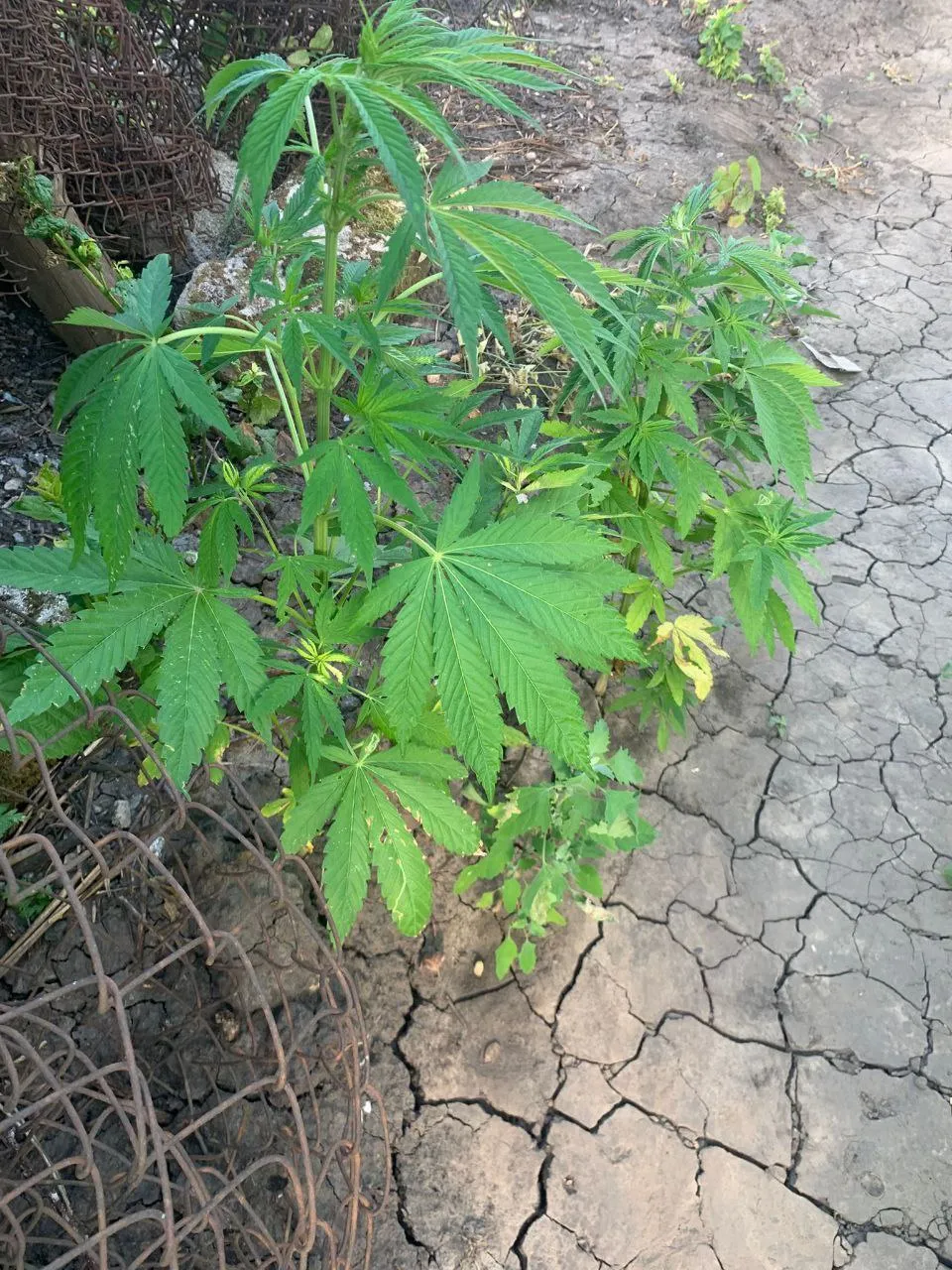 72db65b83a2c3fe2f155c13f34684b43