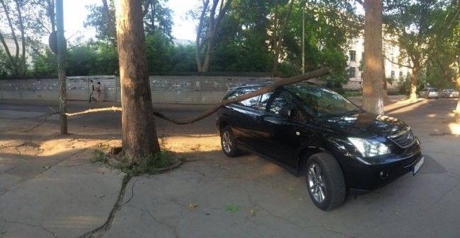 В Кишиневе упавшая ветка повредила автомобиль