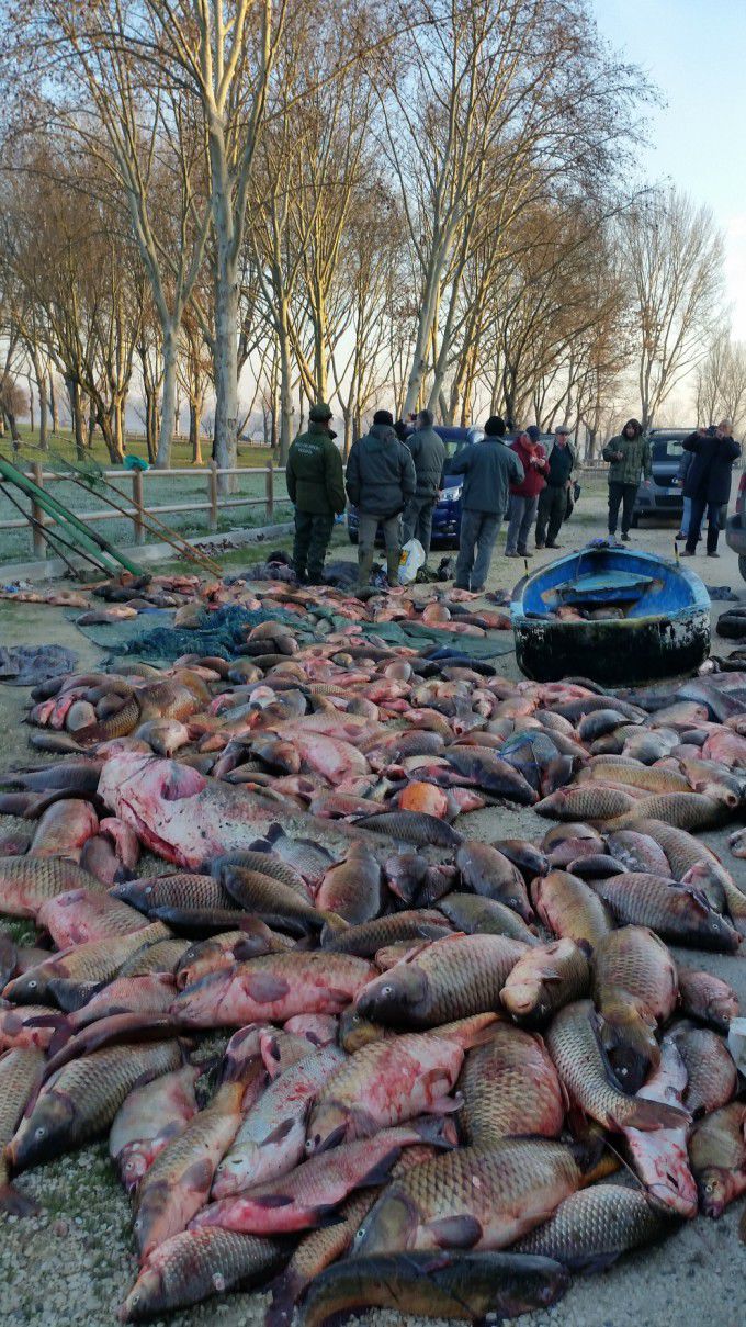 Trei români au golit de pește un lac din Italia folosind cabluri
