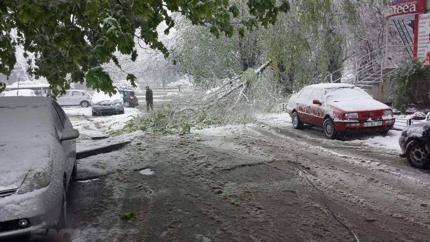 На Ботанике упавшее дерево сломало забор детсада