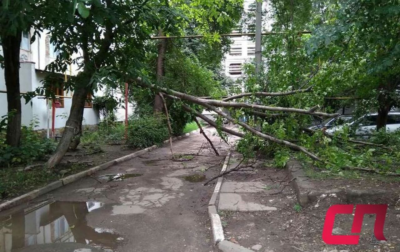 Последствия грозы в Бельцах: поваленные деревья, ветви на крышах машин