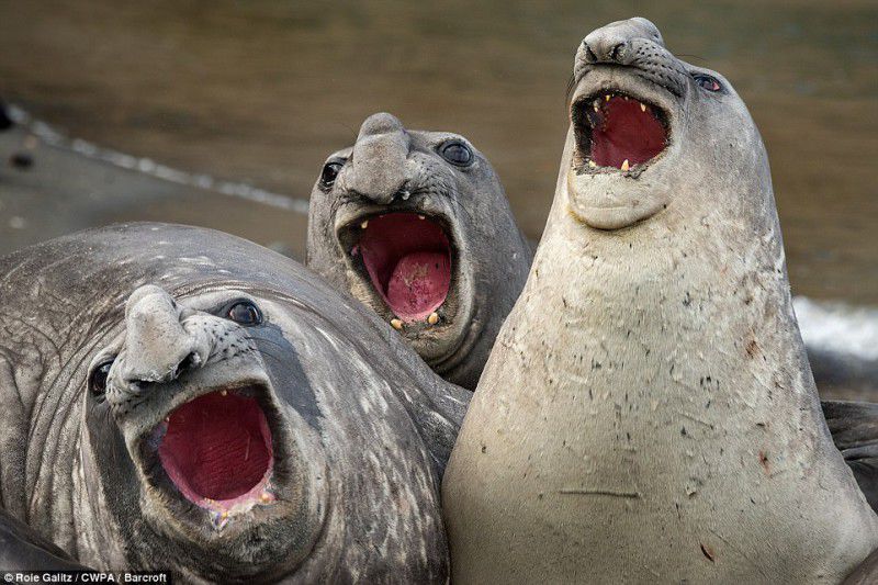 Опубликованы самые смешные фотографии животных на конкурсе Comedy Wildlife Photography Awards 2017