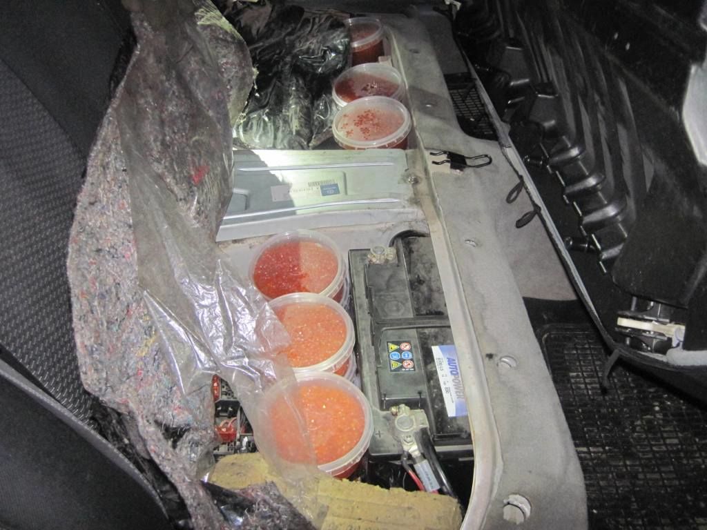 Вывоз красной икры с камчатки. Красная икра камчатка. Икра горбуши, камчатский край, весовая. Перевозка икры и рыбы в самолете. Коррупция на службе.