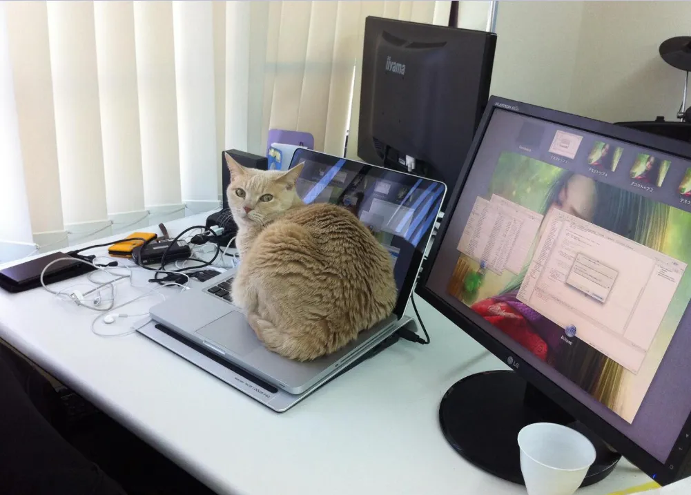 O companie IT japoneză a angajat la muncă pisici
