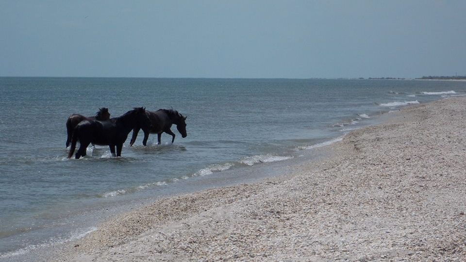 Диких лошадей засняли купающимися в Черном море