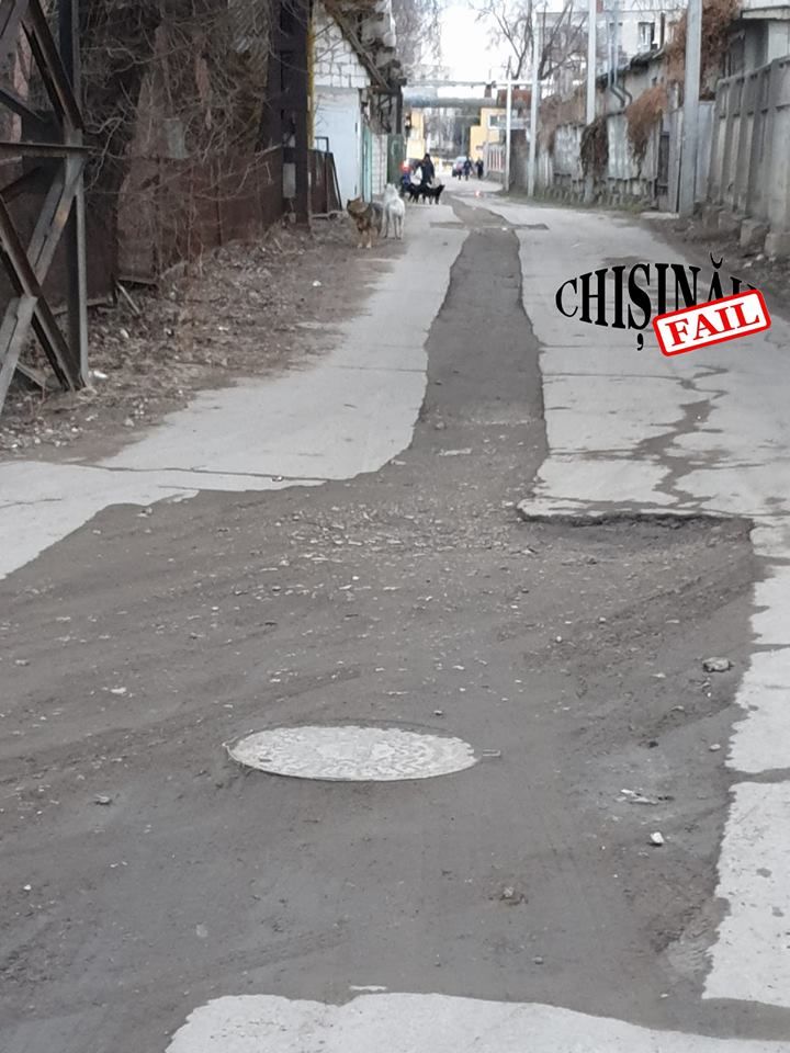 В центре столицы стая бродячих собак покусала женщину