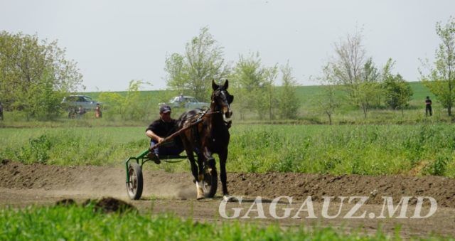 Традиционные конные скачки прошли на ипподроме в Чадыр-Лунге