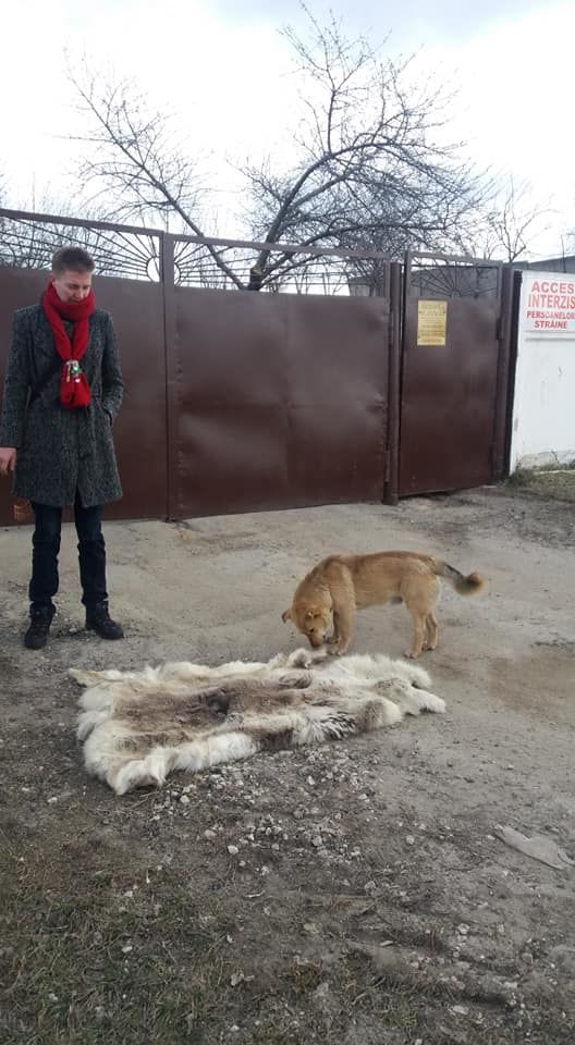 Волонтёр обнаружила содранную с собаки шкуру рядом с Некрополем