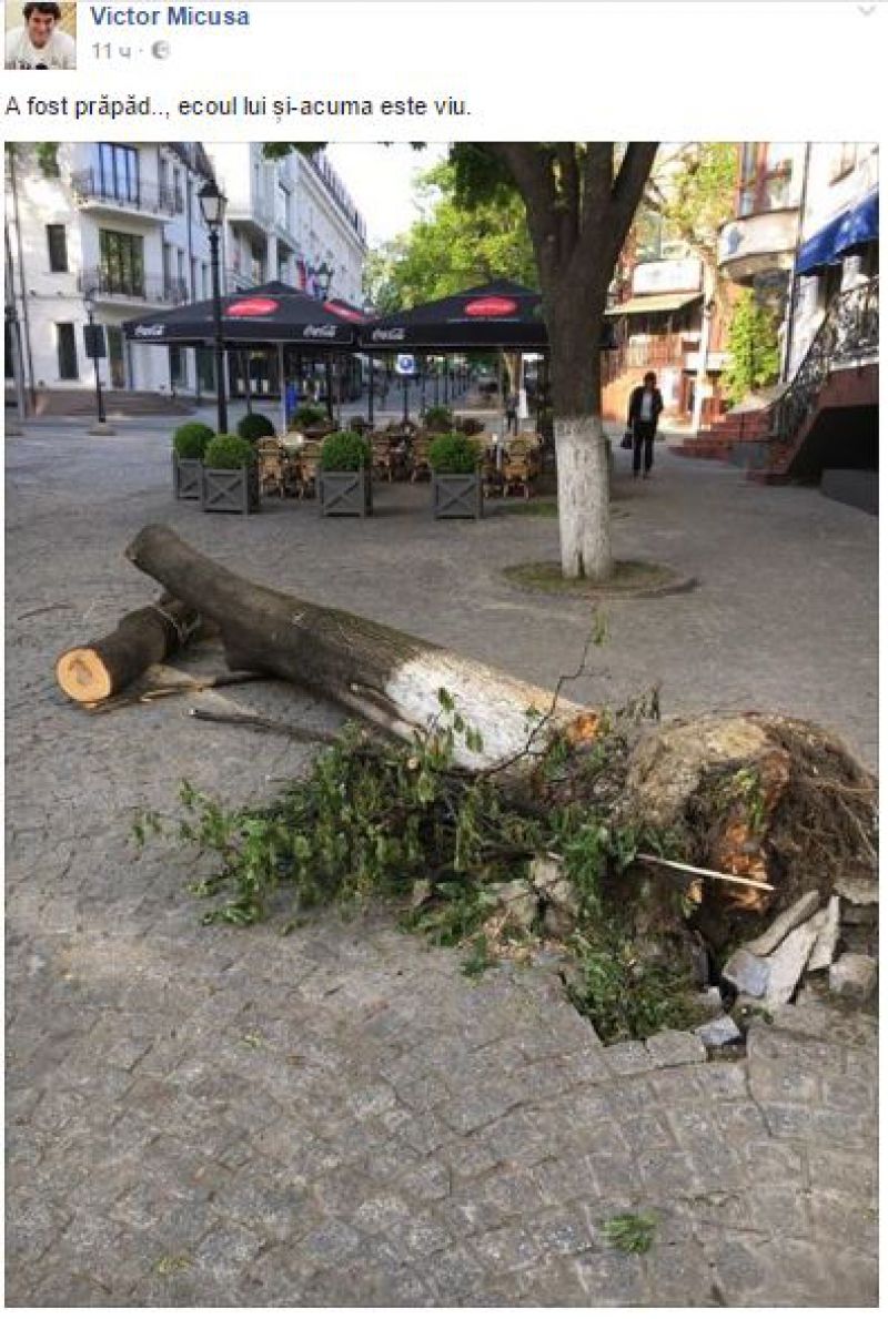Imaginea zilei. Un copac smuls din pământ, lăsat pe strada pietonală
