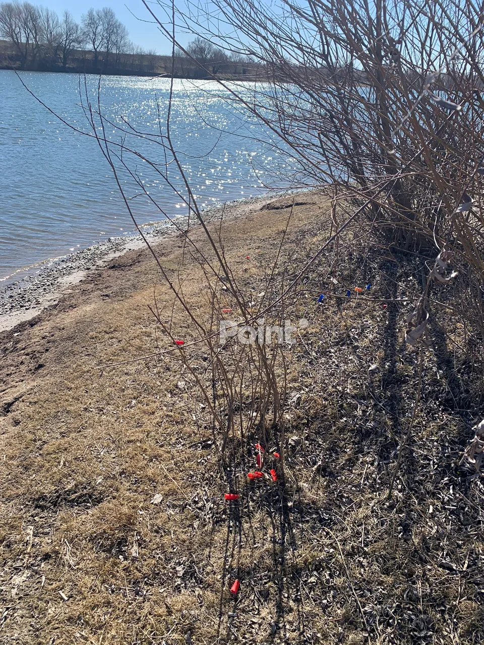 В Молдове на берегу Днестра обнаружены мертвые лебеди