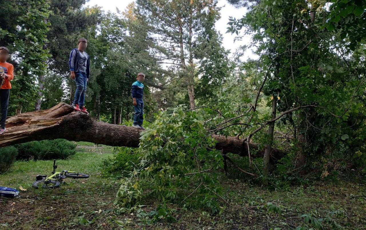 Спустя неделю после урагана в Бельцах остались поваленные деревья