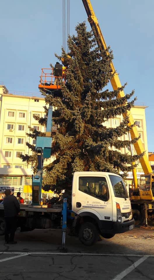 В Яловенах установили рождественскую елку
