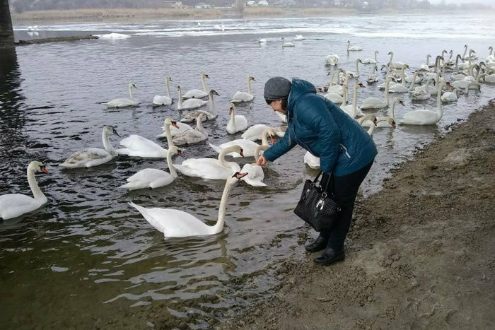 В Рыбницу прилетела большая стая лебедей