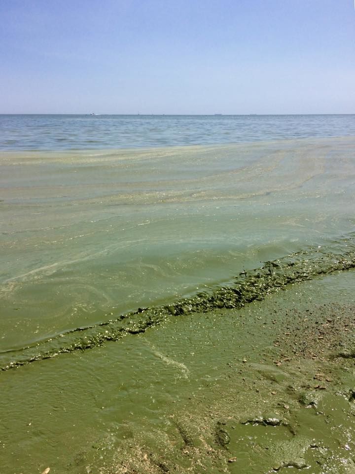 Что случилось в черном море сегодня. Черное море в Одессе грязное море. Море цветет Одесса. Цветение моря. Одесский залив.