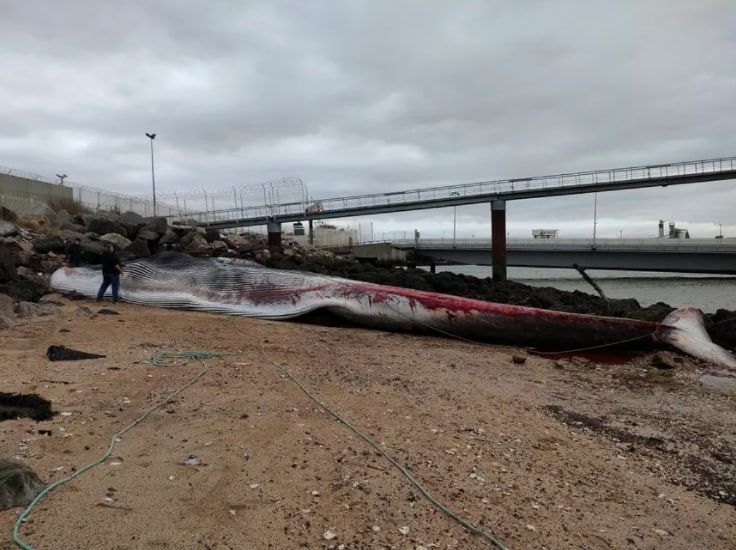 Кита длиной 19 метров выбросило на берег во Франции