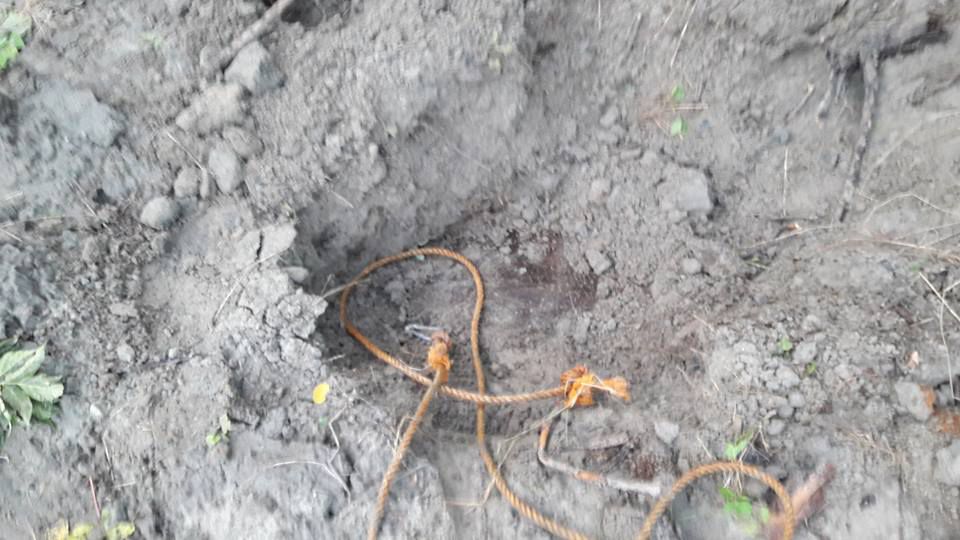 Труп погибшей лошади спрятали в столичном парке Валя Морилор