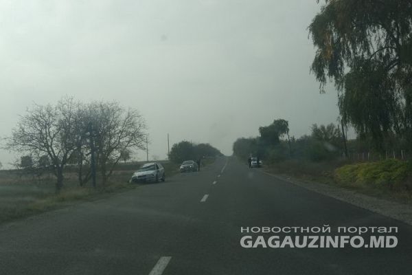 В Гагаузии корова стала причиной столкновения двух автомобилей