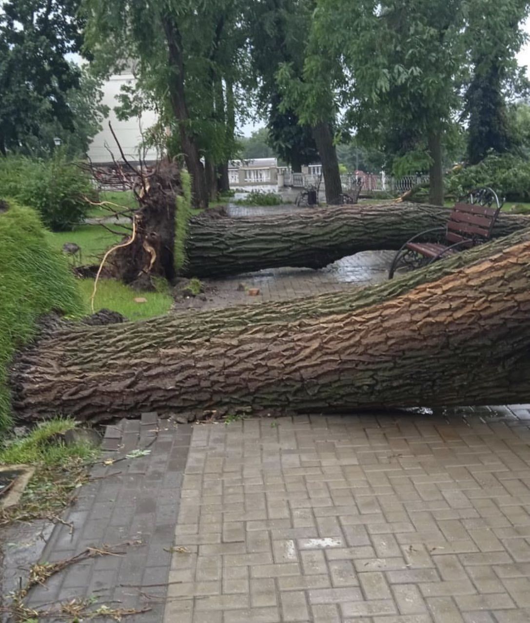 В Приднестровье непогода ломает деревья и рвет провода