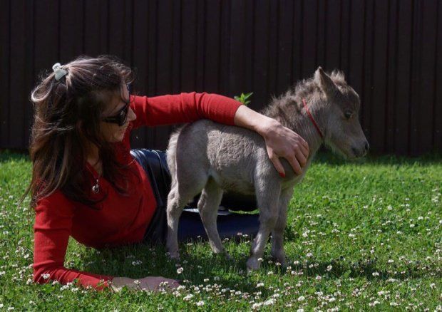 В Петербург привезут самого маленького жеребенка в мире
