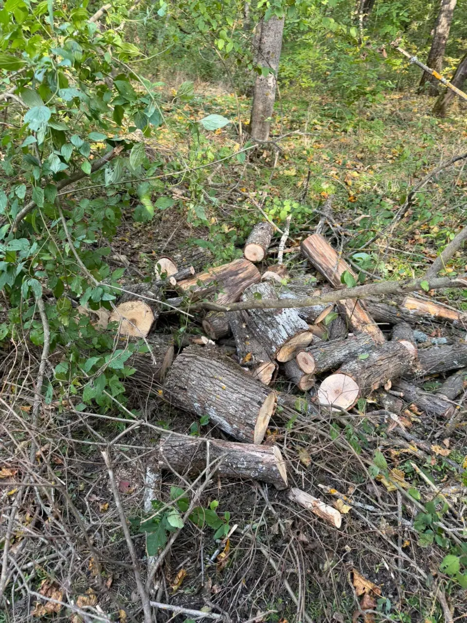 В Леовском районе незаконно вырубили 357 деревьев: ущерб превысил 375 тысяч леев
