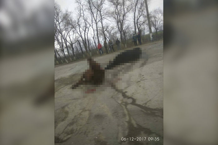 В Приднестровье автомобиль протаранил стадо коров