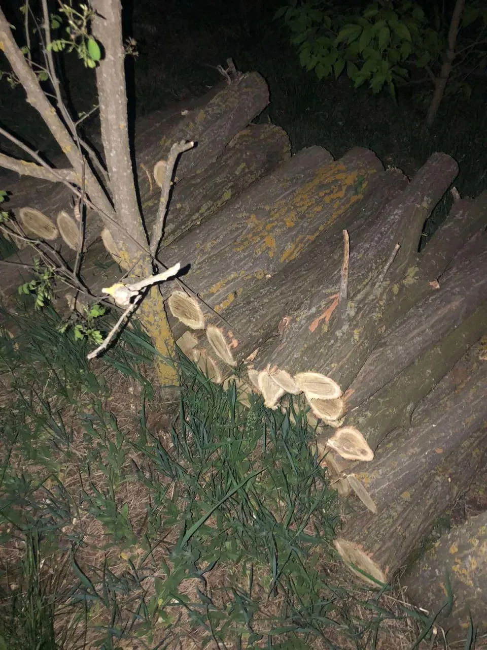 Tăieri ilegale de arbori, depistate într-o pădure din raionul Râșcani