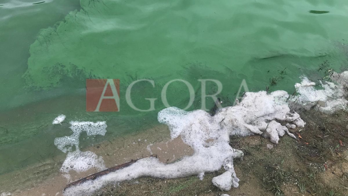 В озере парка "Валя Морилор" позеленела вода, а у берега появилась пена