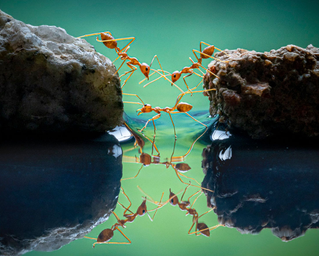 World Nature Photography Awards объявил победителей за 2021 год