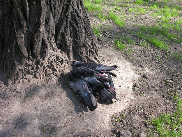 В одесских скверах массово травят голубей