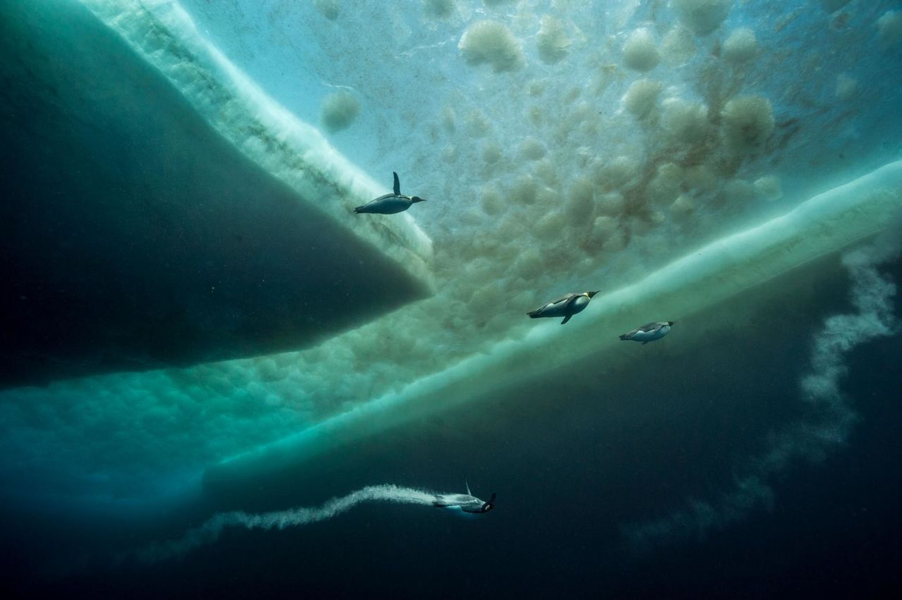 National Geographic выбрал лучшие фото 2017 года