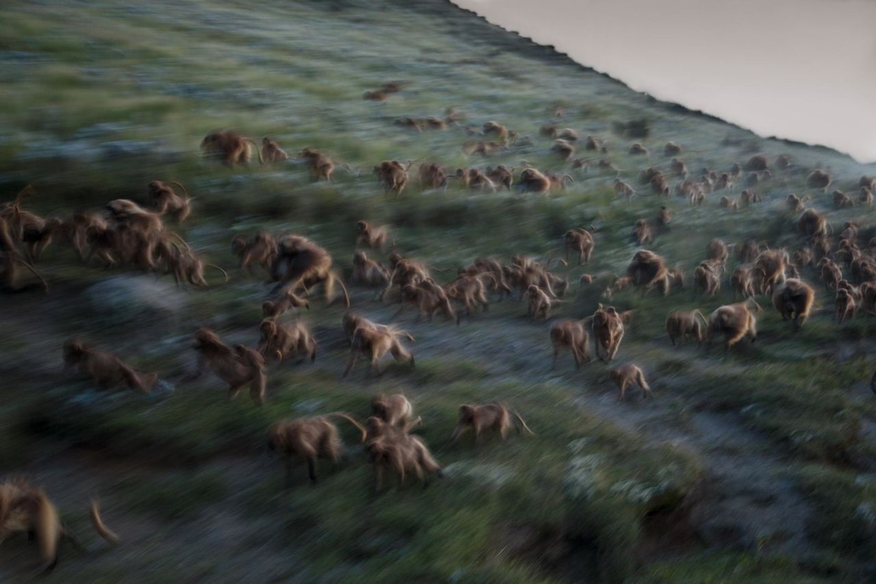 National Geographic выбрал лучшие фото 2017 года